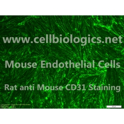 BALB/c Mouse Primary Thymus Endothelial Cells